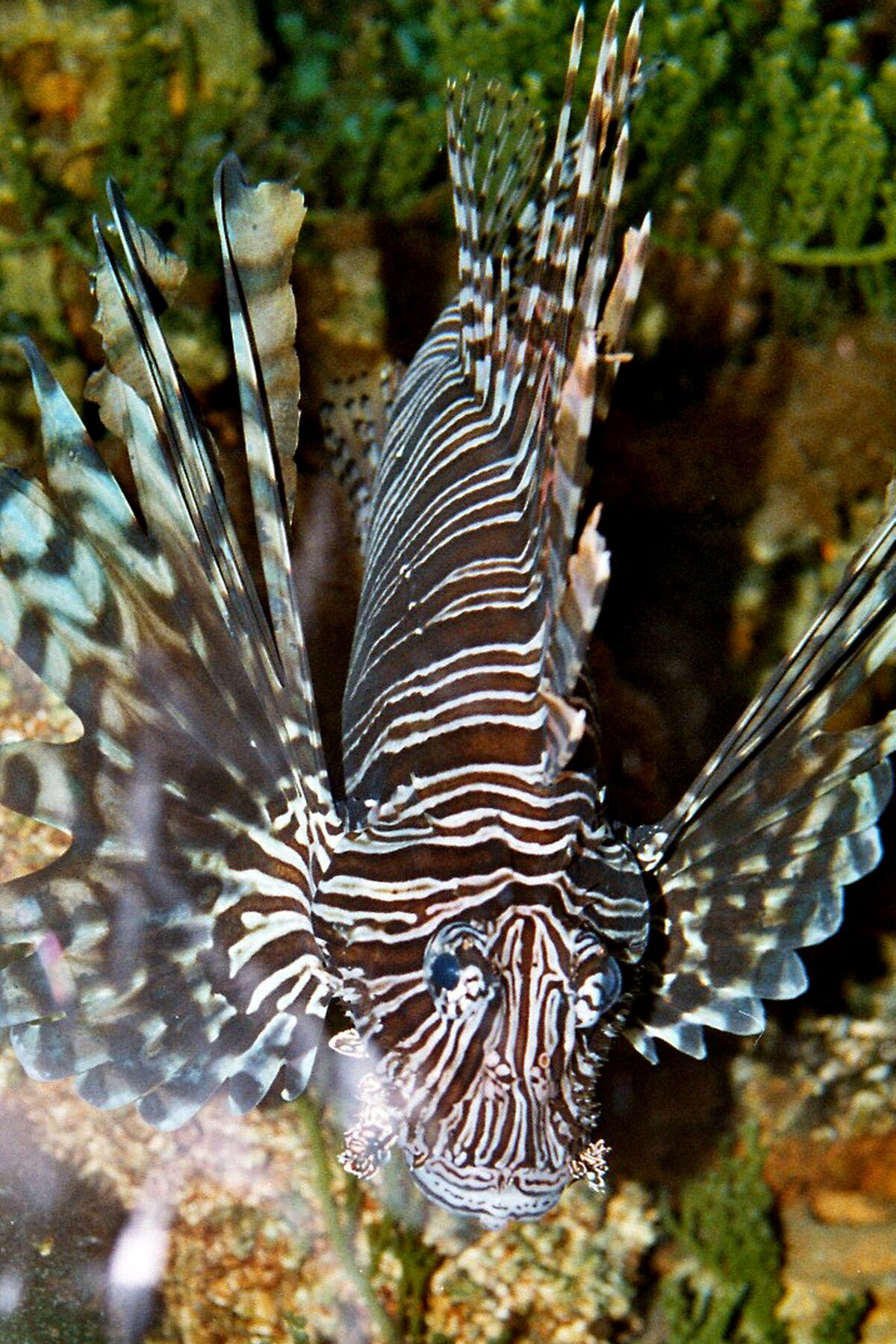 Pterois