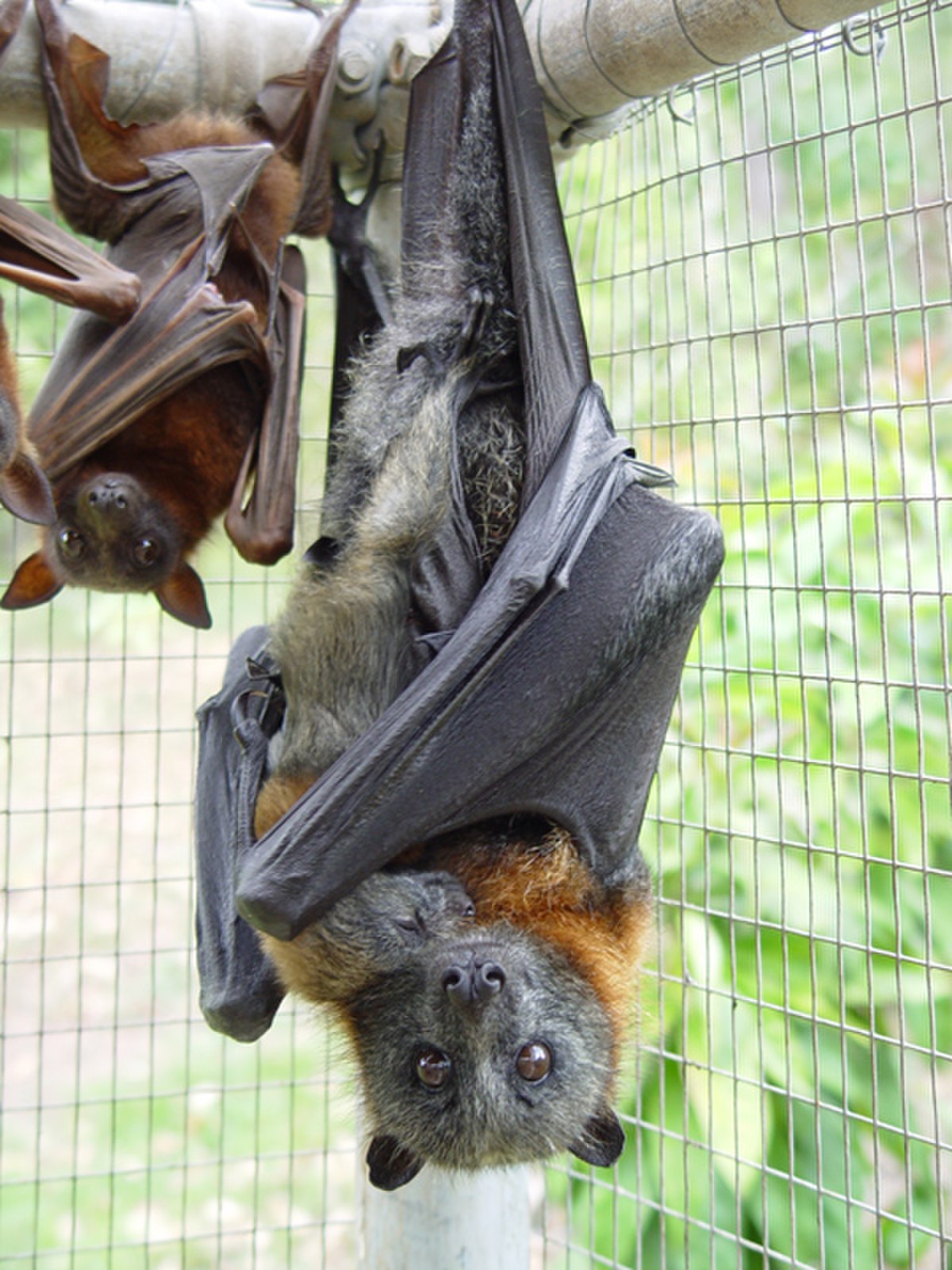Pteropus poliocephalus