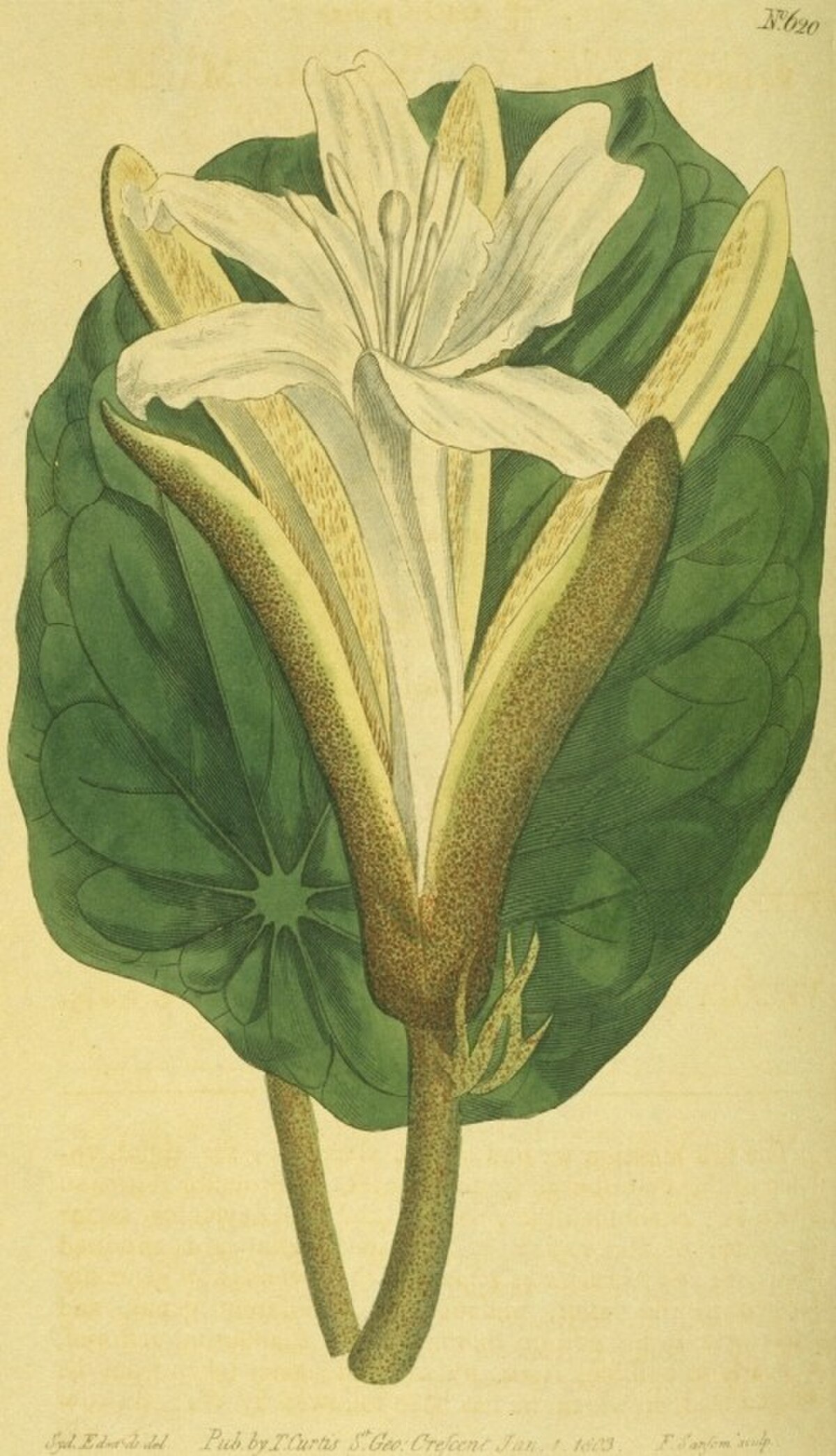 Pterospermum