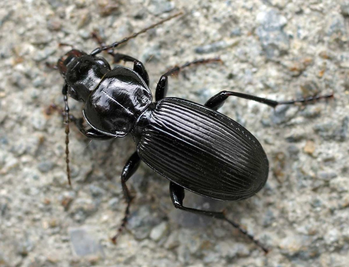 Pterostichus
