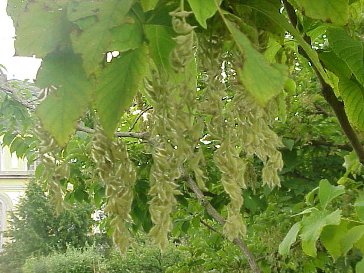Styracaceae