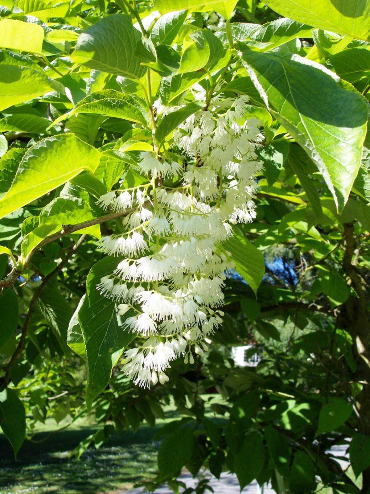 Pterostyrax hispidus