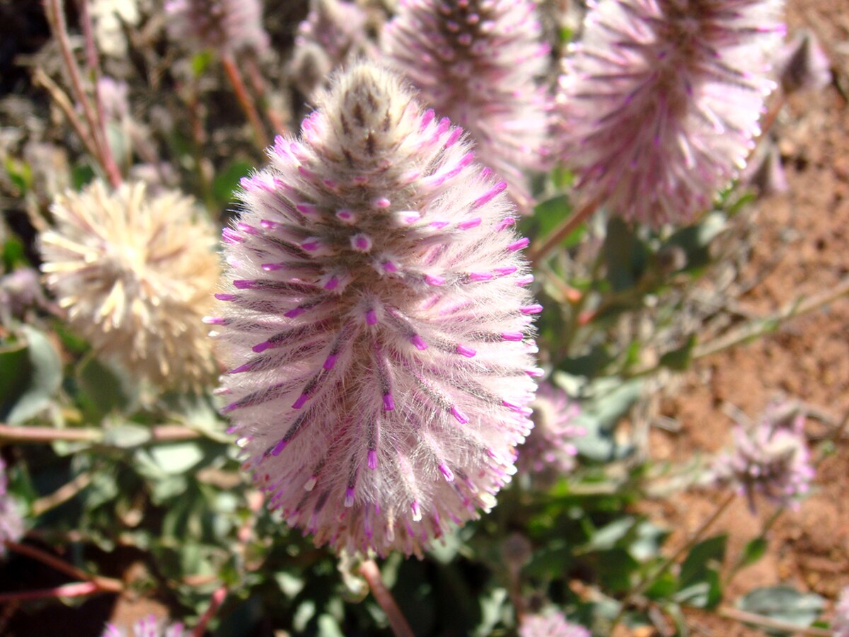 Ptilotus