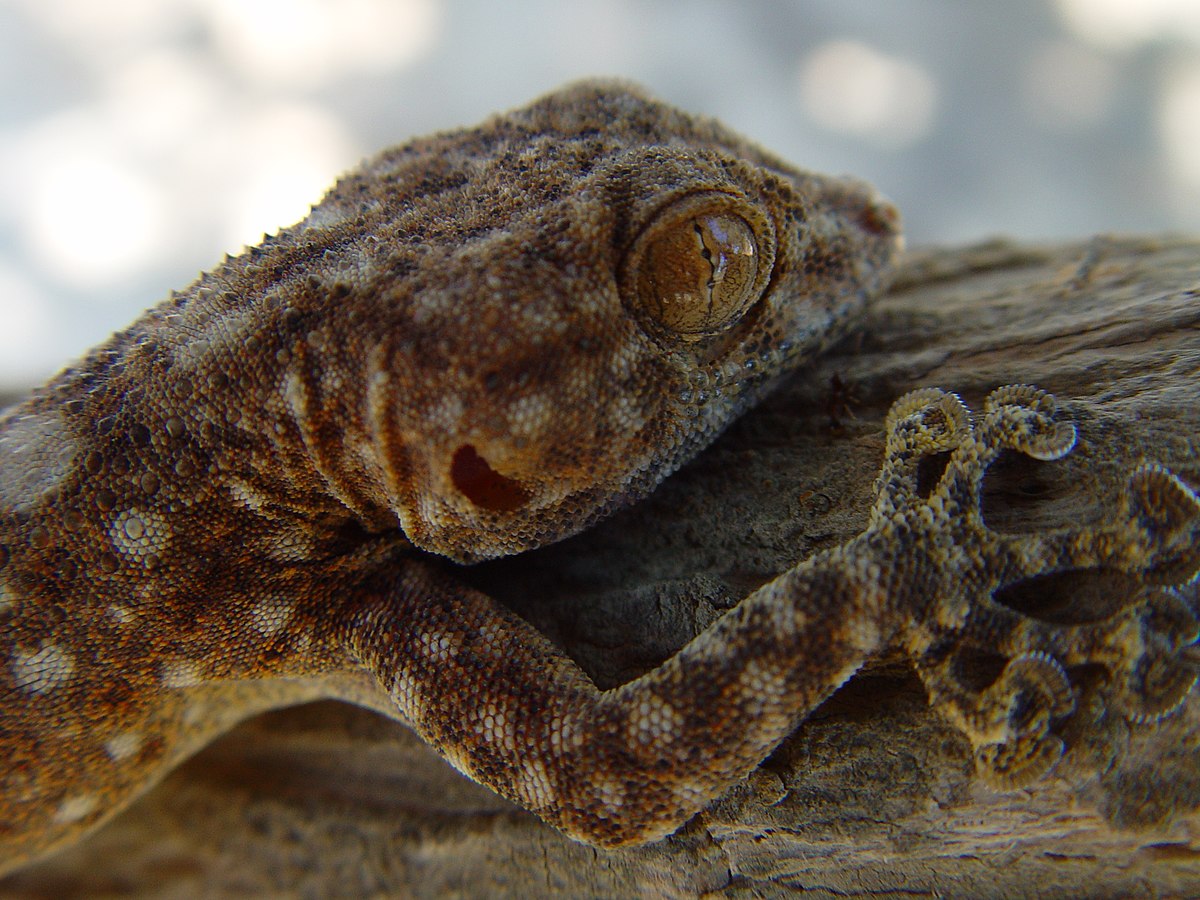 Ptyodactylus hasselquistii