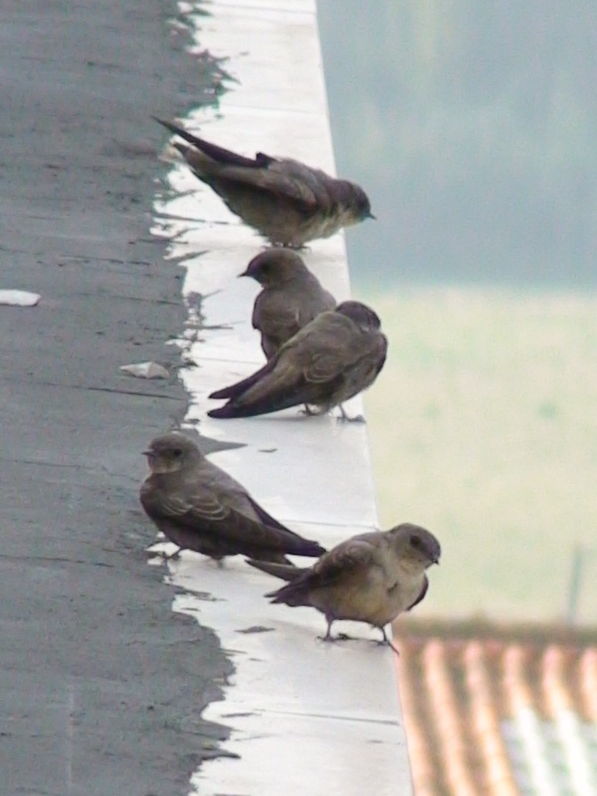 Hirondelle de rochers