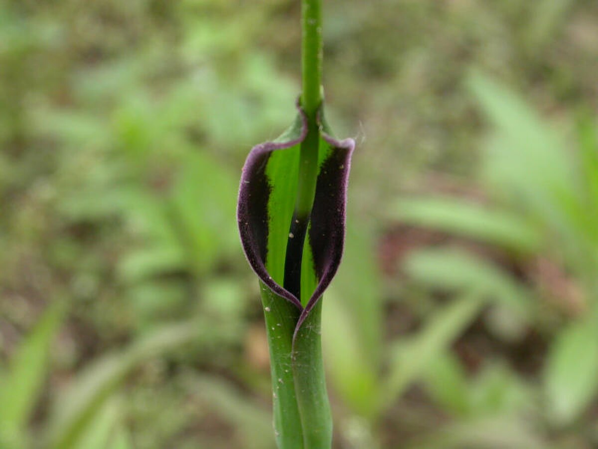 Gros plan de l'inflorescence