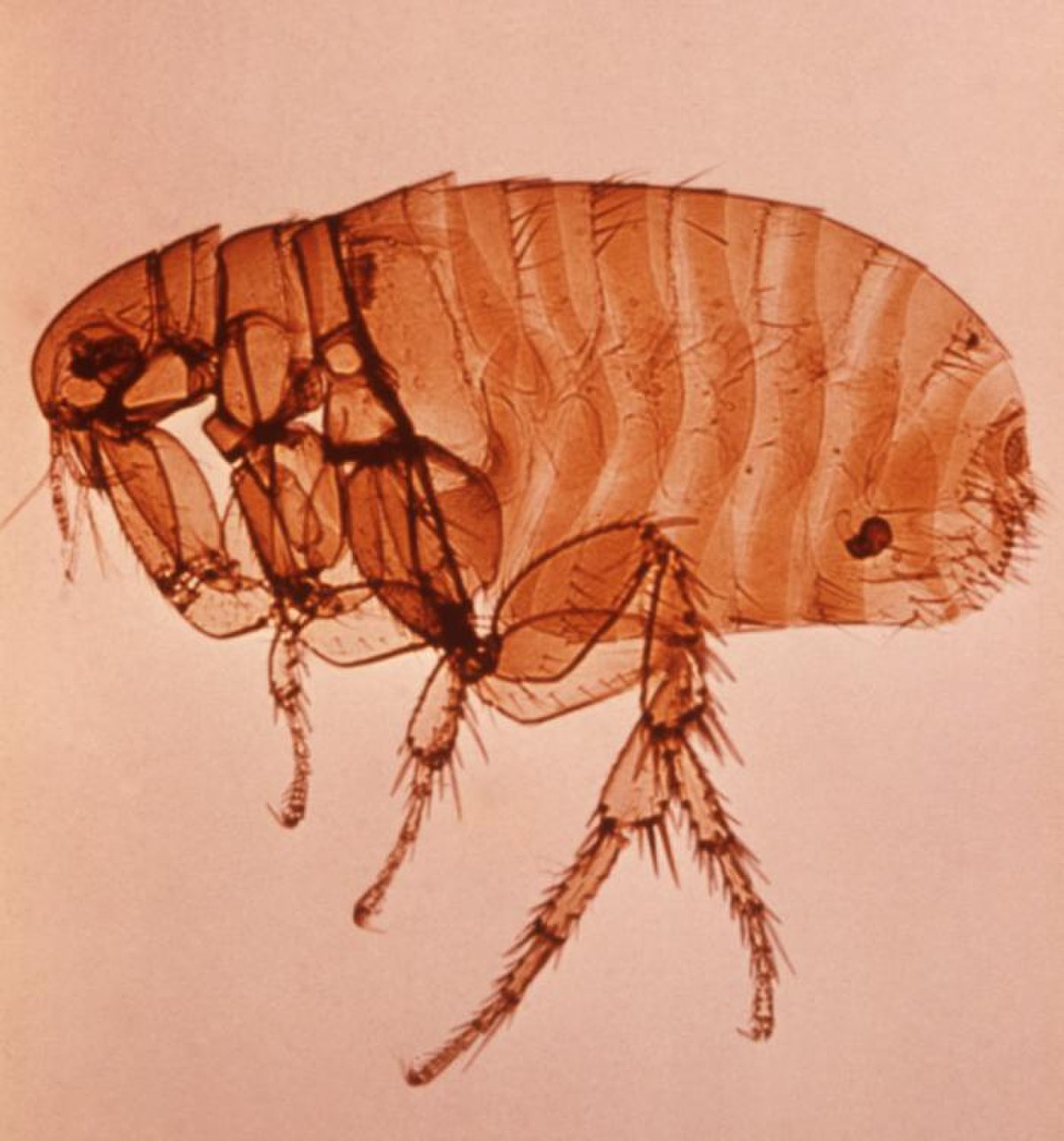 Puce du rat (Xenopsilla cheopsis) adulte