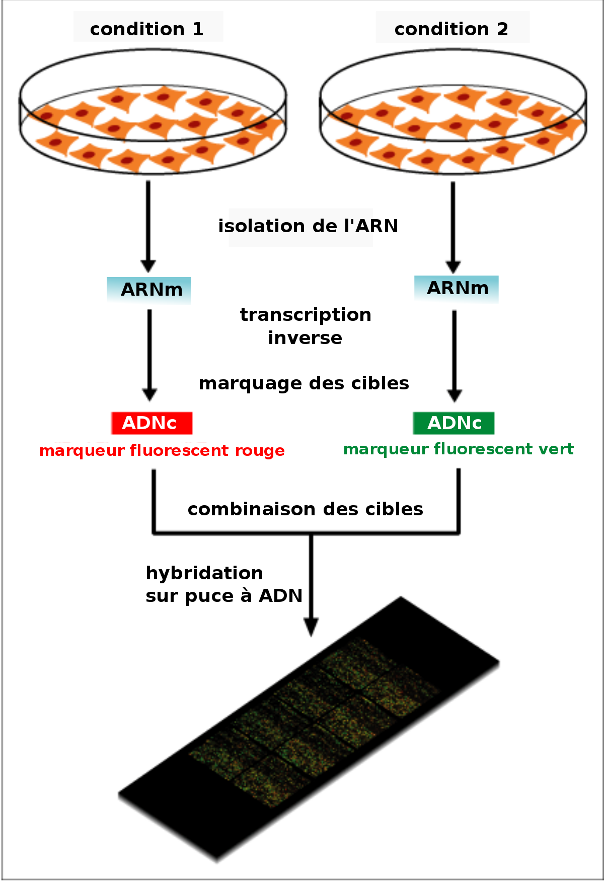 Puce à ADN