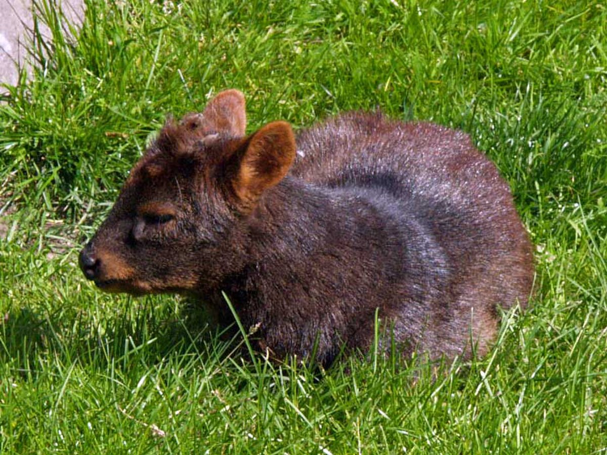 Pudu
