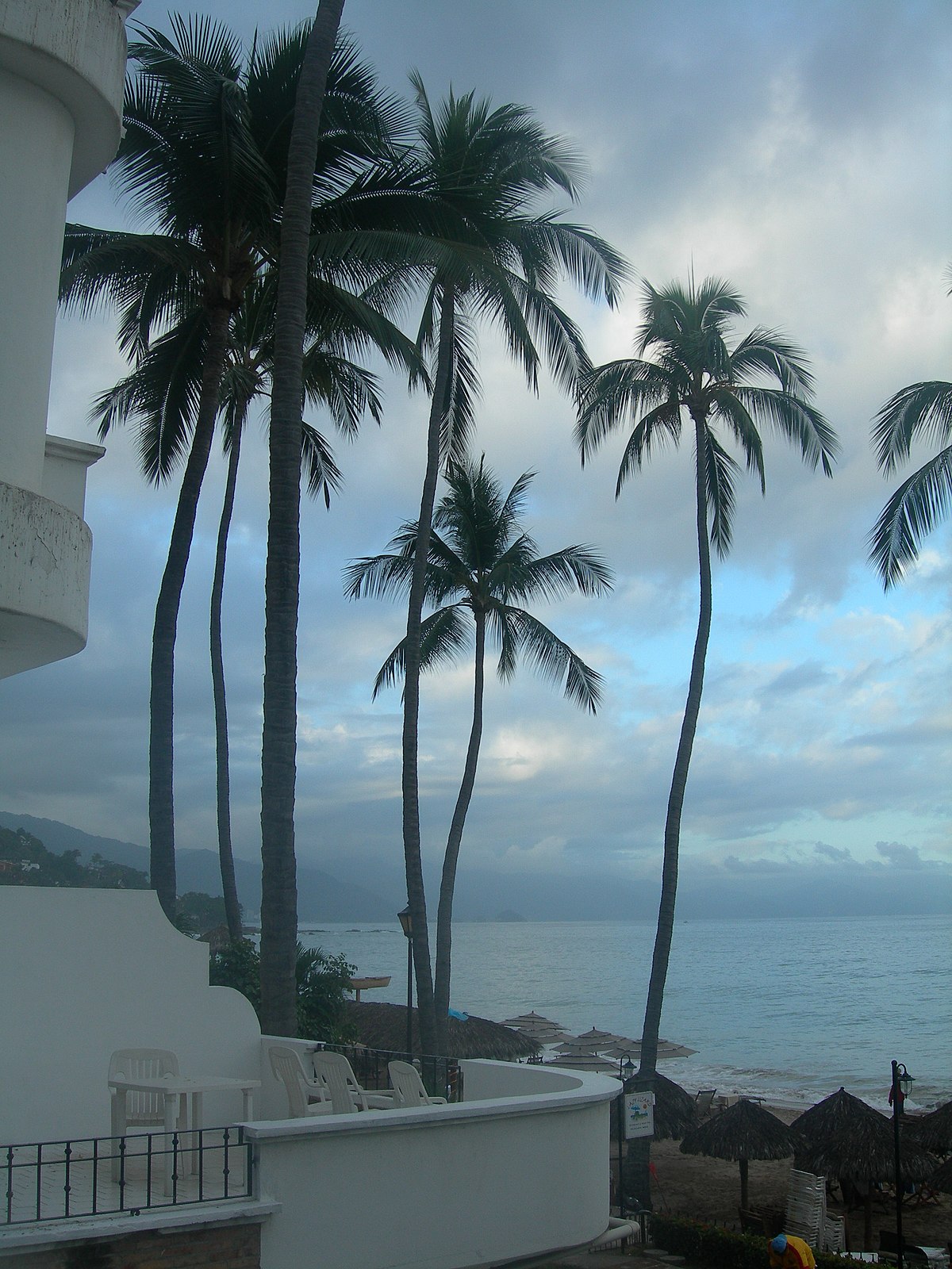 Cocos nucifera