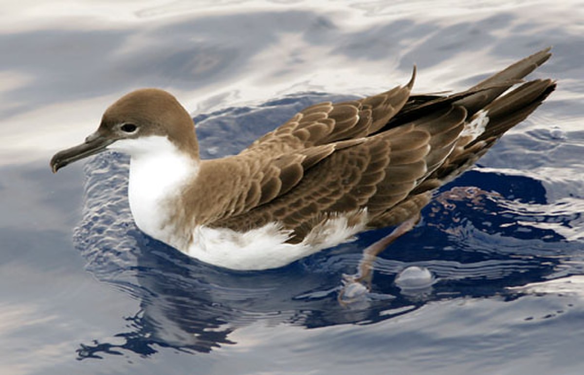 Puffin majeur