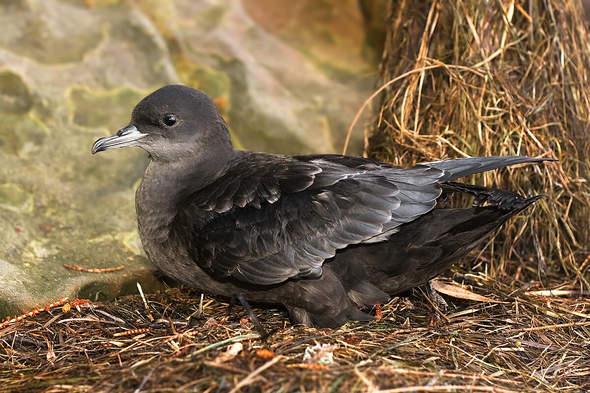 Puffin à bec grêle