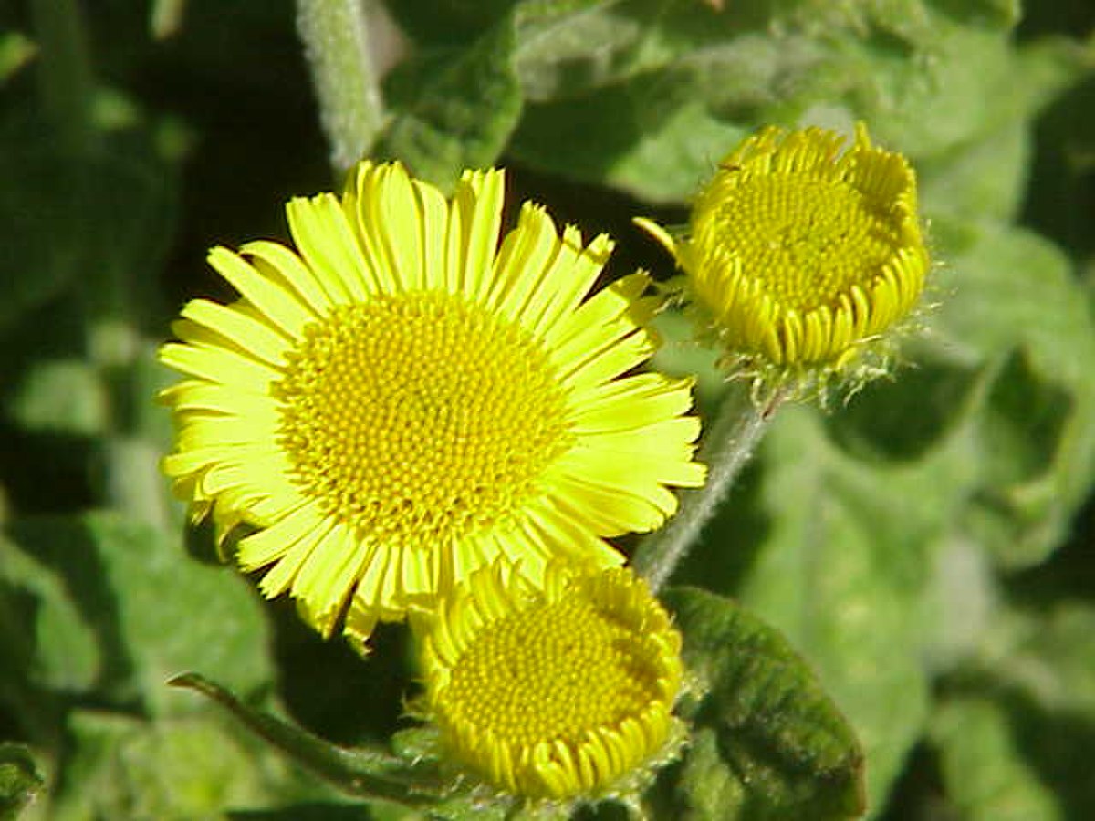 Pulicaria