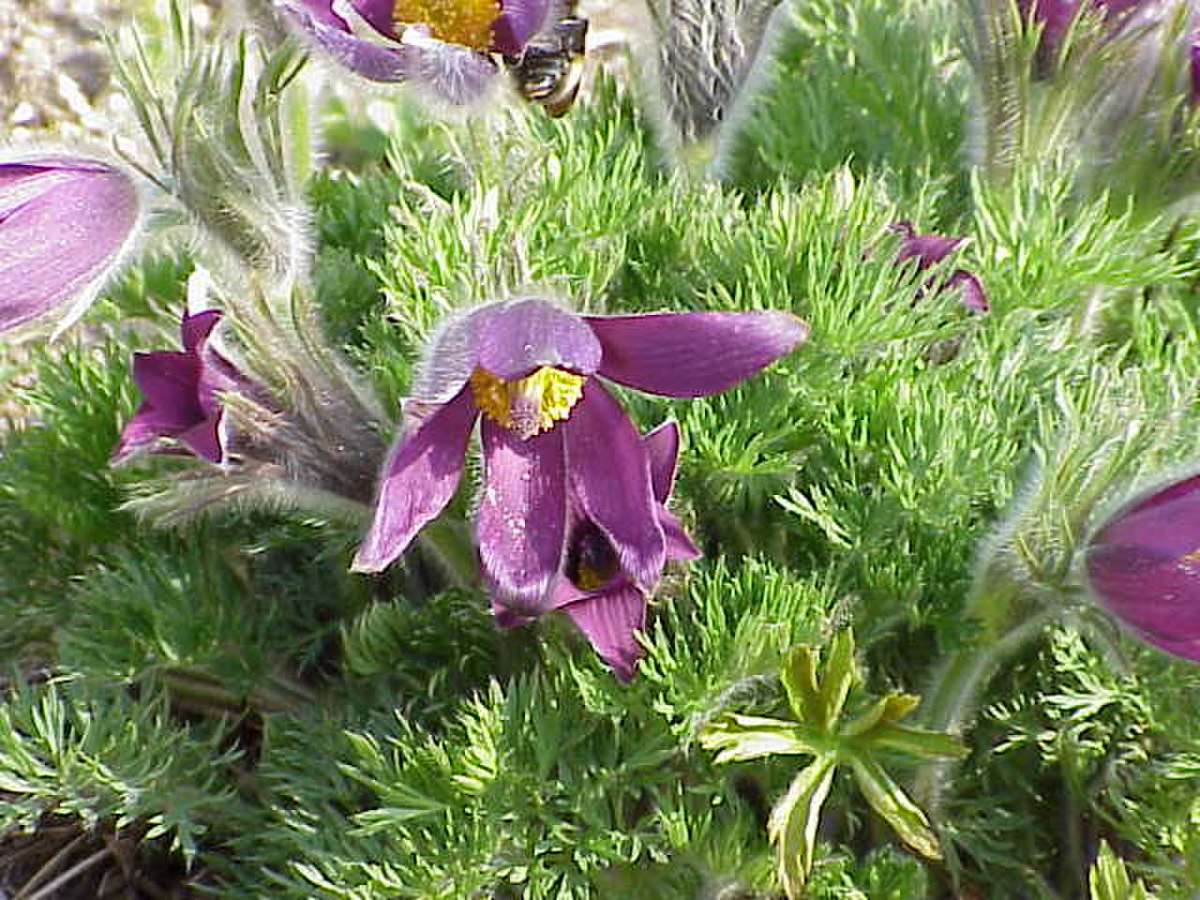 Ranunculaceae