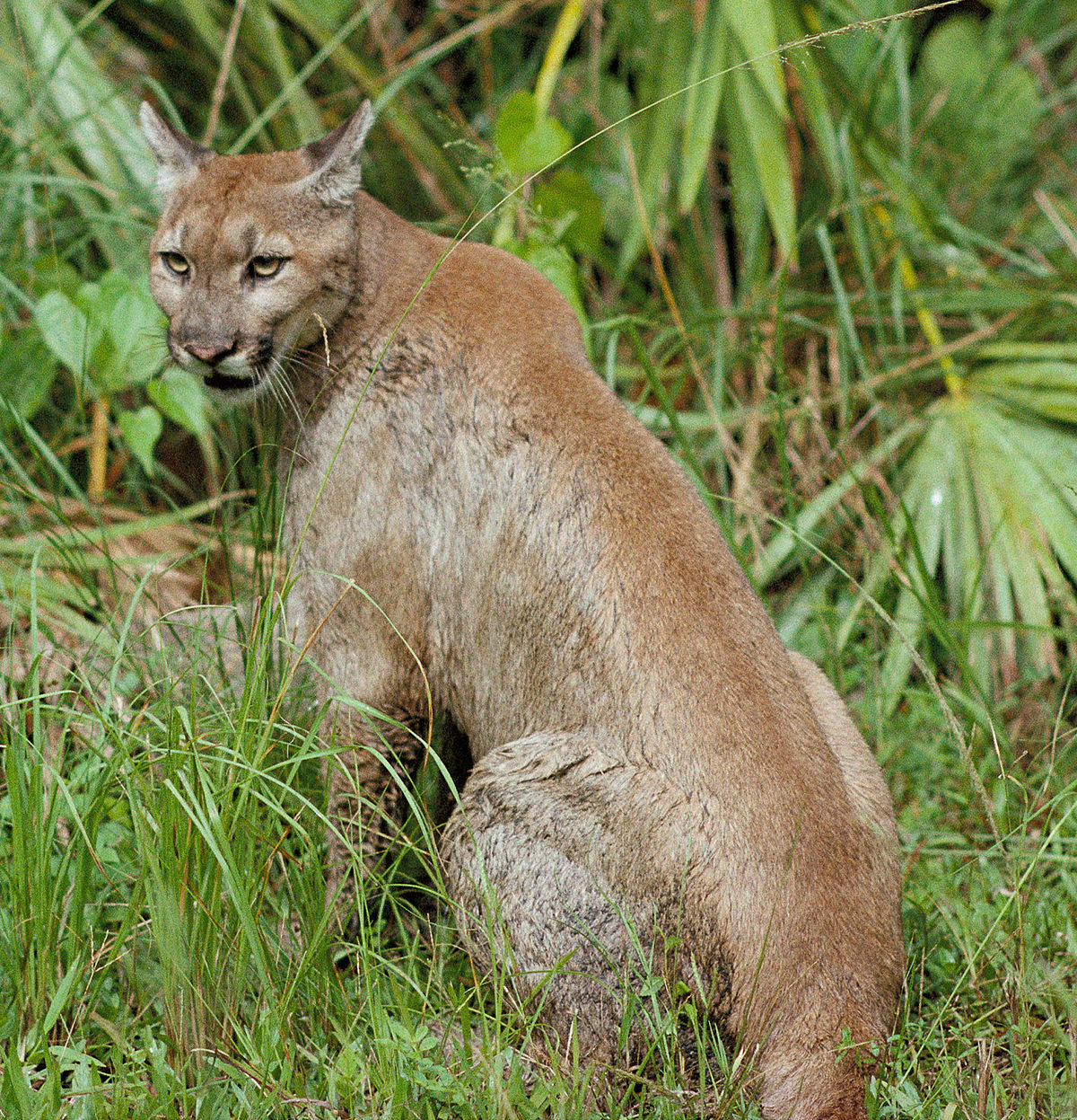 Panthère de Floride