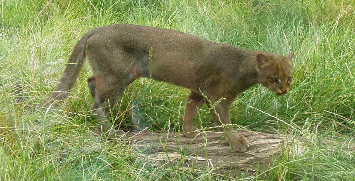 Puma yagouaroundi