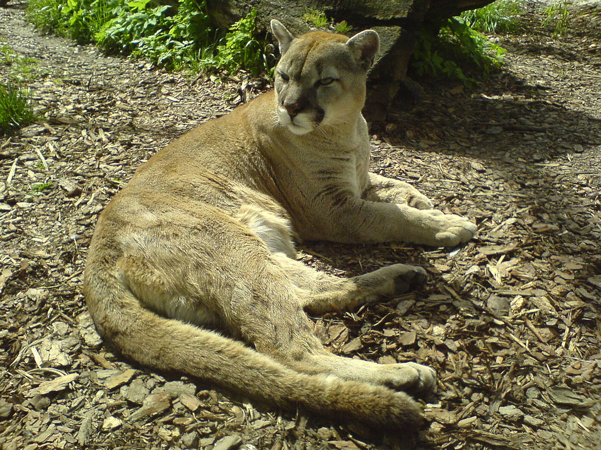 Puma (genre)