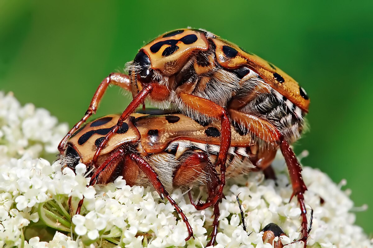 Scarabaeidae