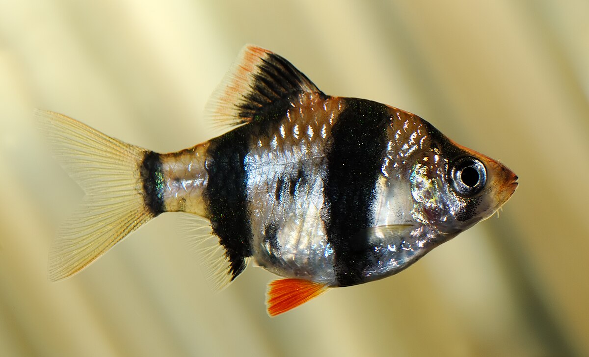 Barbu de Sumatra