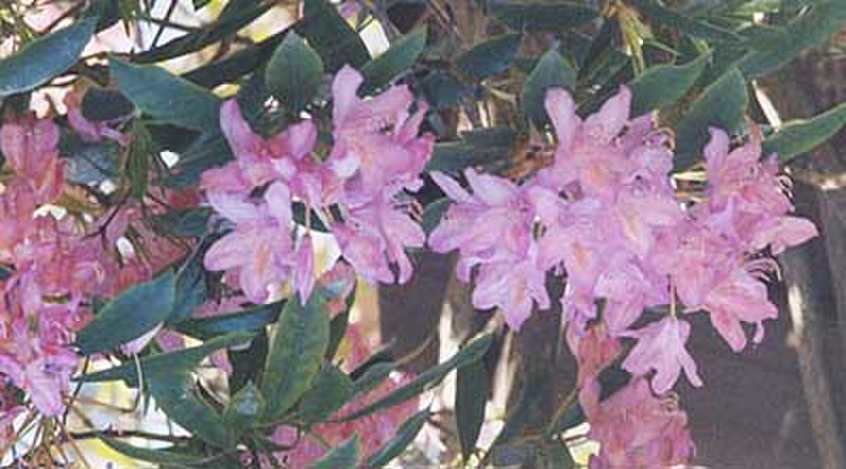 Purplerhododendron.jpg