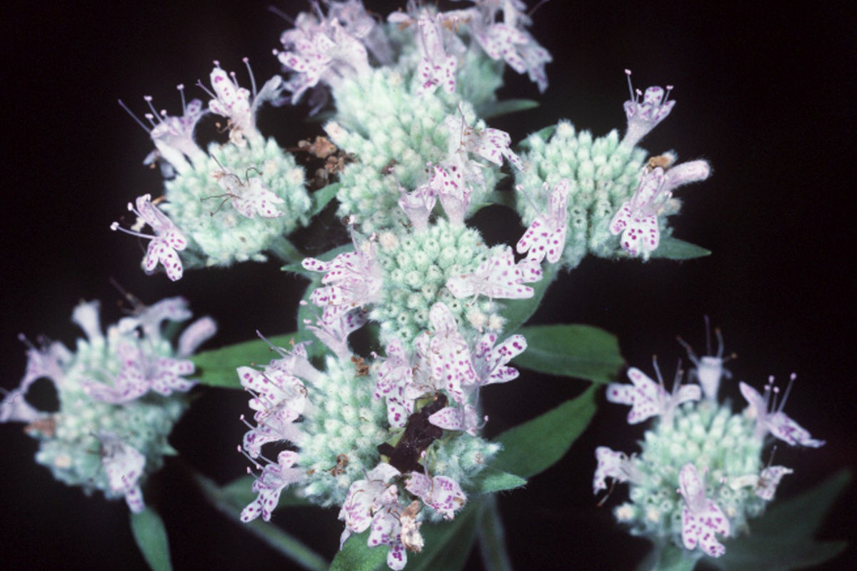 Pycnanthemum