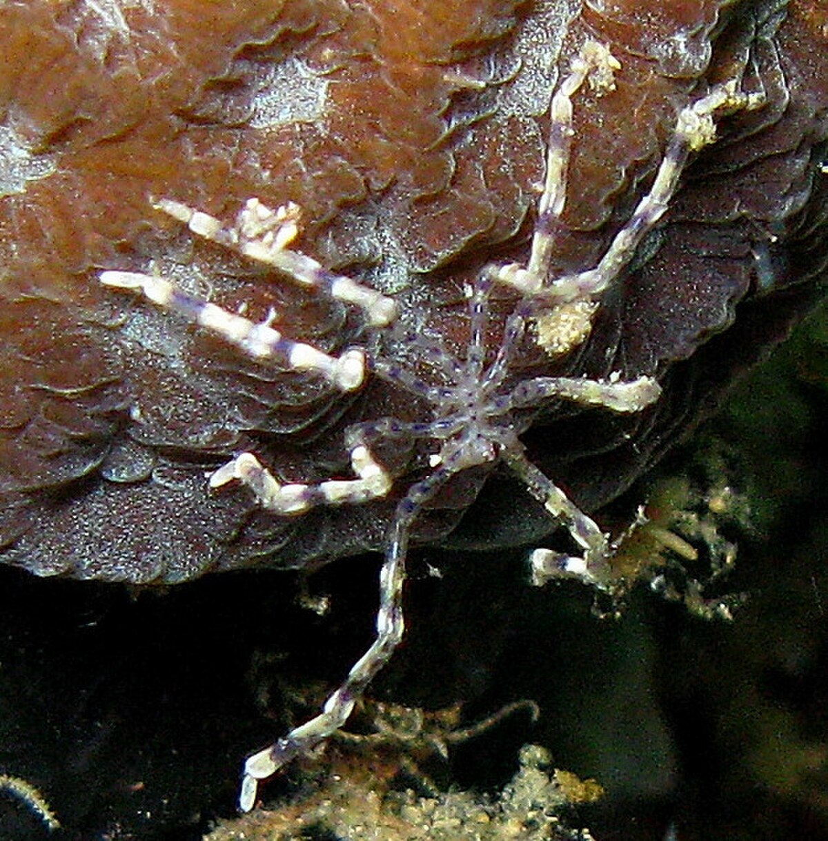Pycnogonid.jpg
