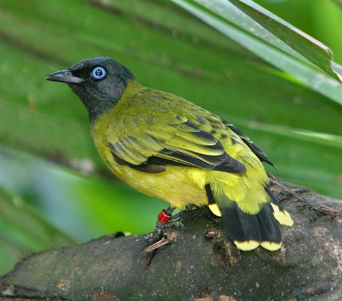 Bulbul cap-nègre