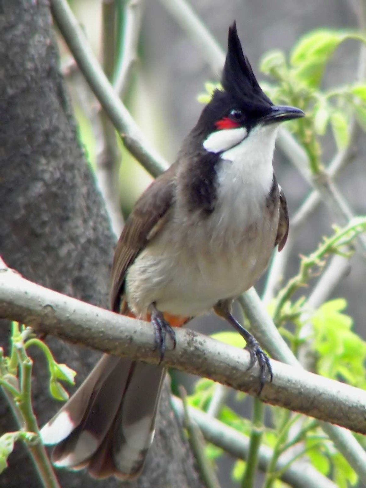 Bulbul orphée
