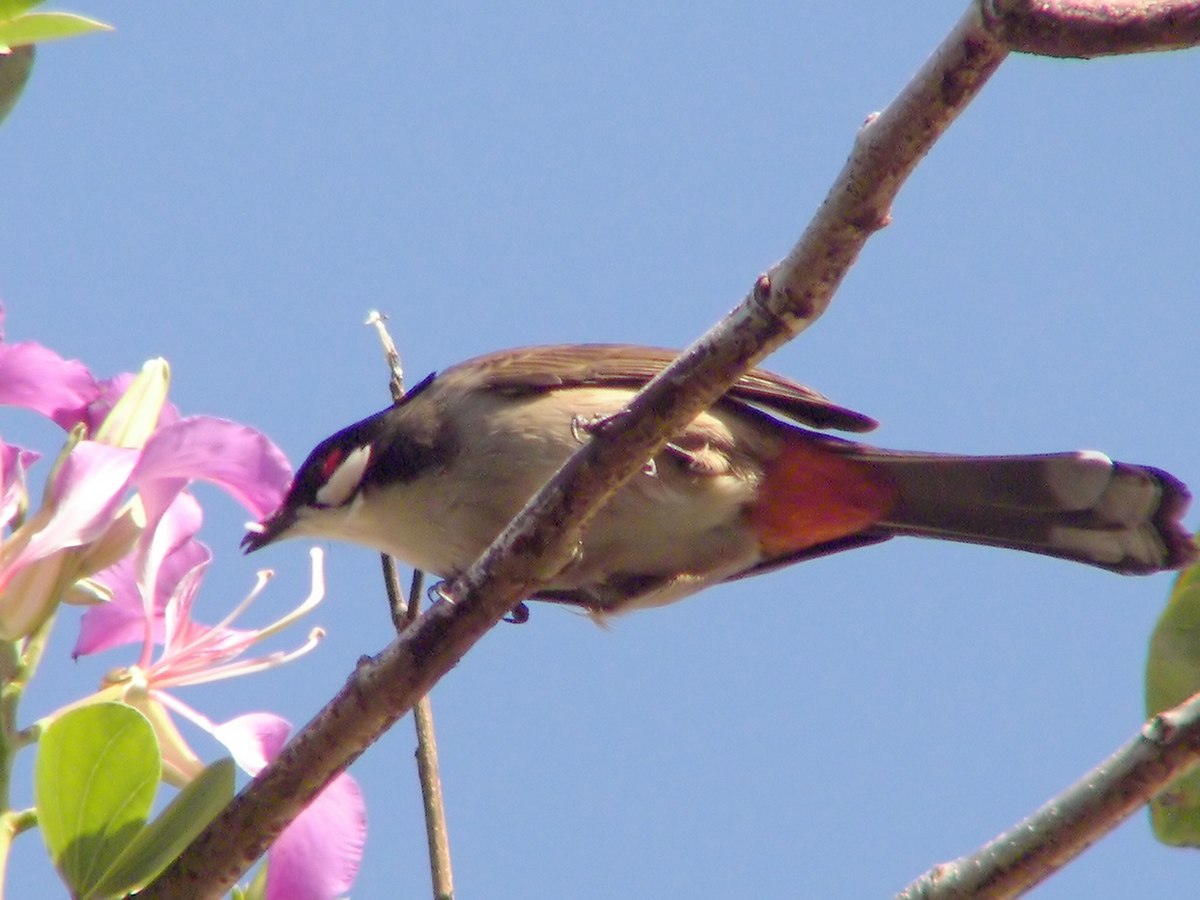 Pycnonotus jocosus 4.jpg
