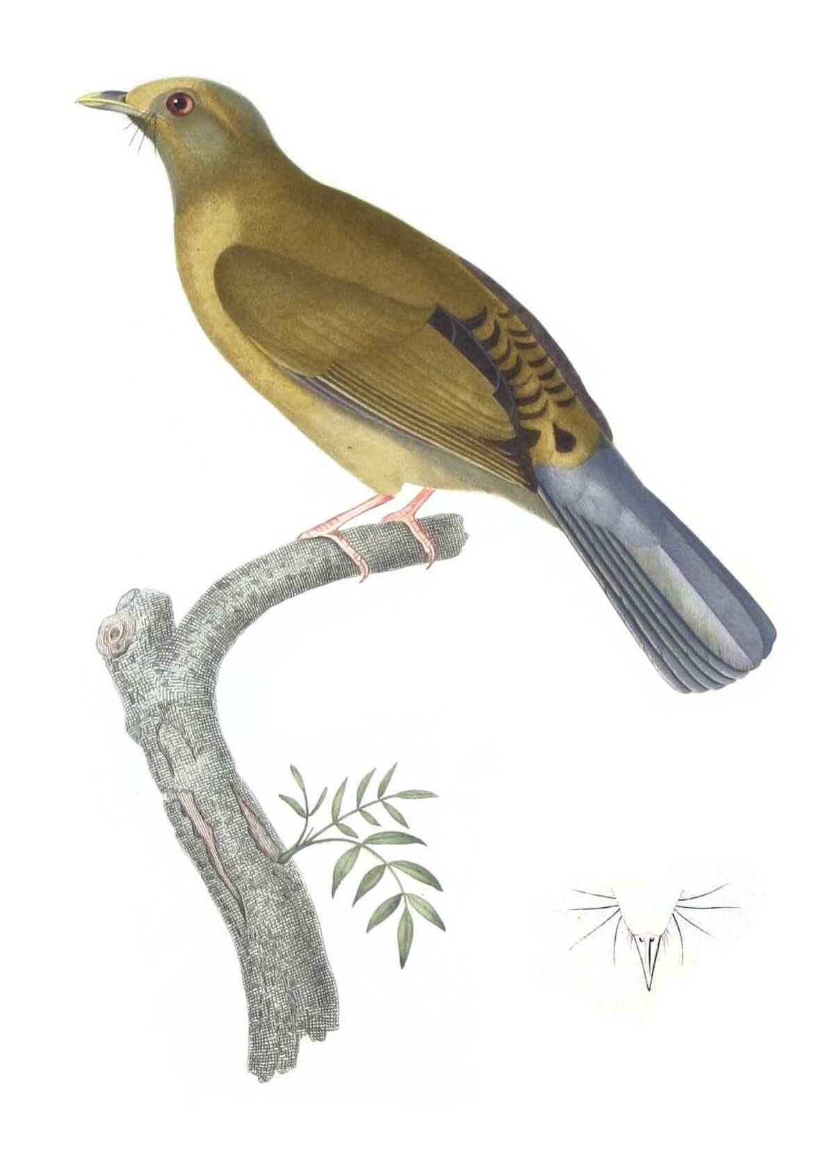 Bulbul colombar