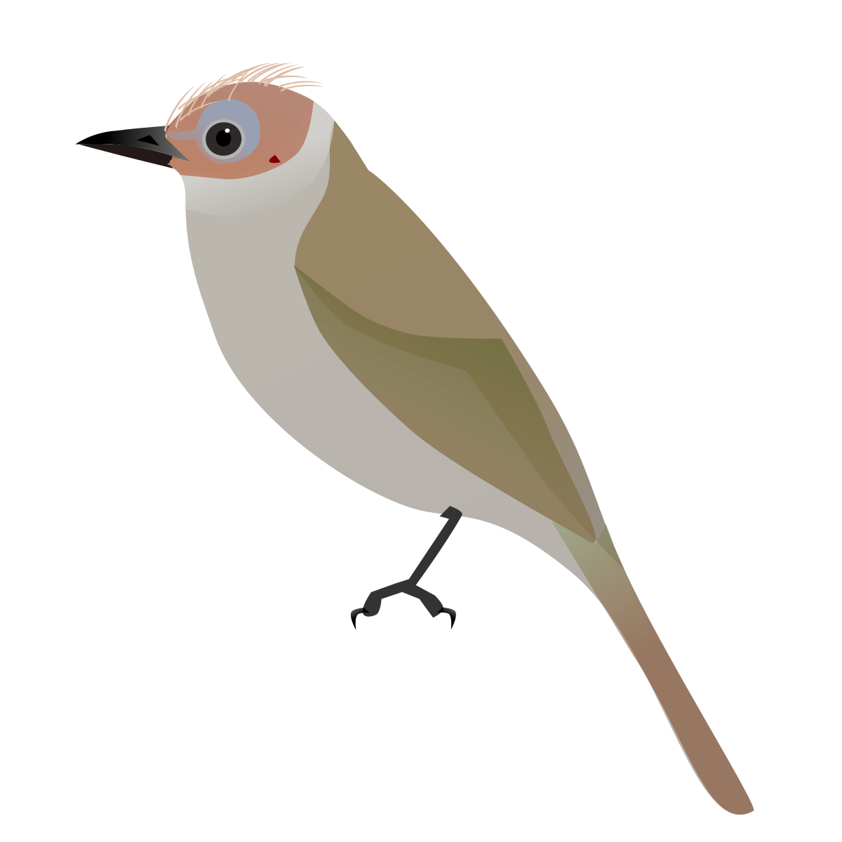 Bulbul hualon