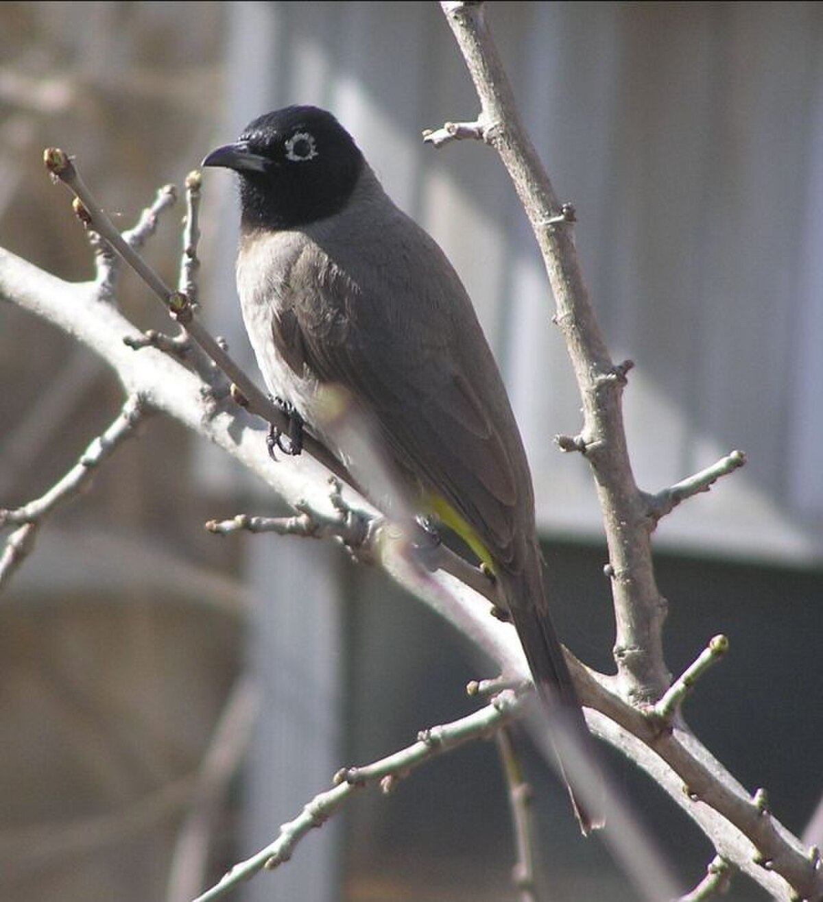 Bulbul d'Arabie