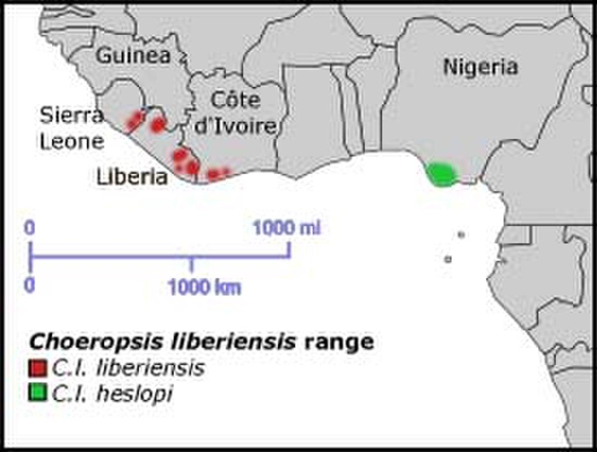 Pygmy Hippopotamus range.jpg