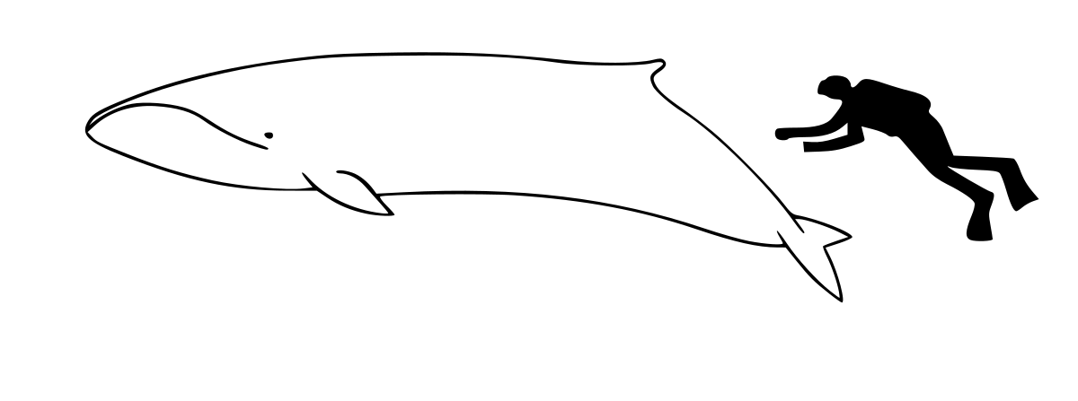 Baleine pygmée