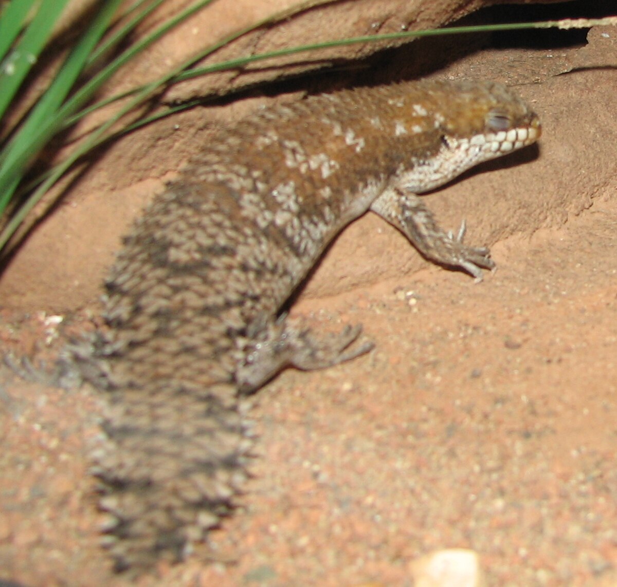Egernia