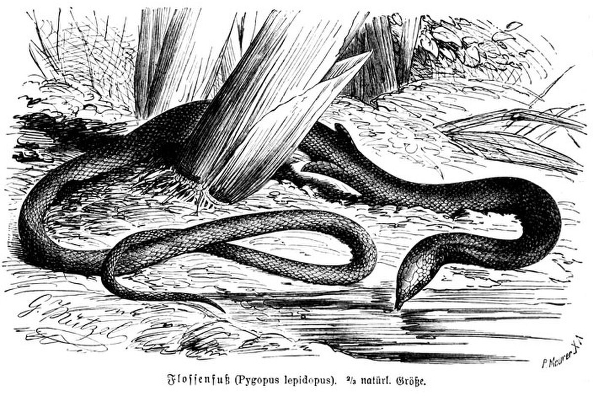 Pygopodidae