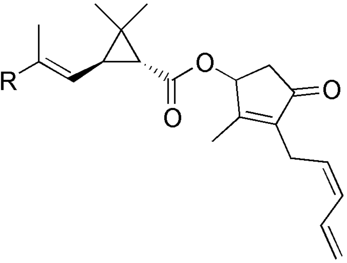 Pyréthrine