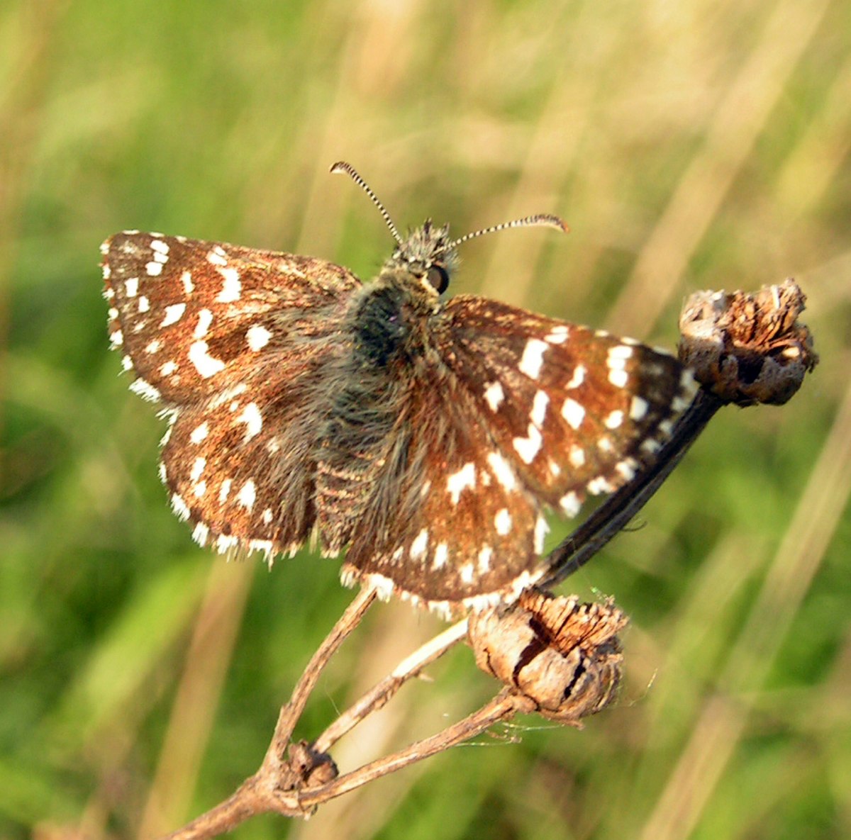 Pyrgus