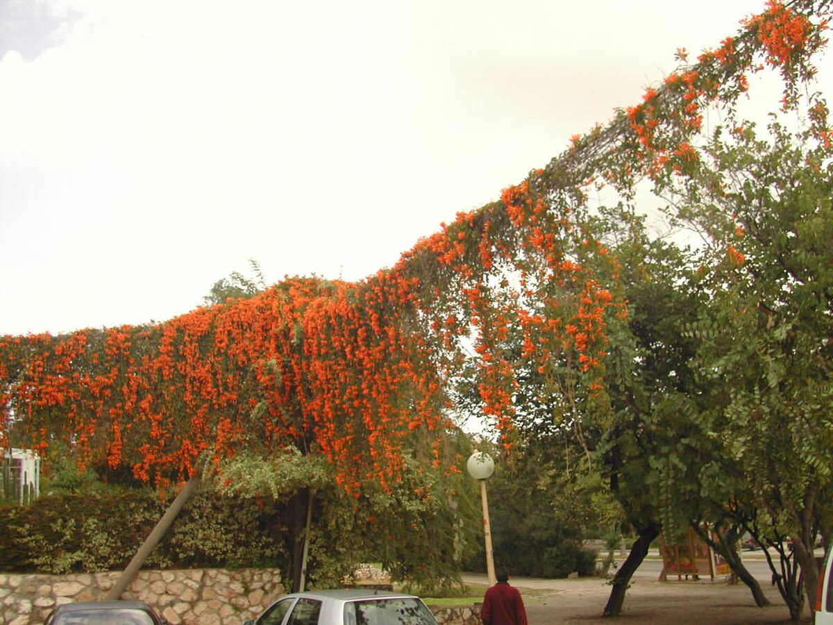 Pyrostegia