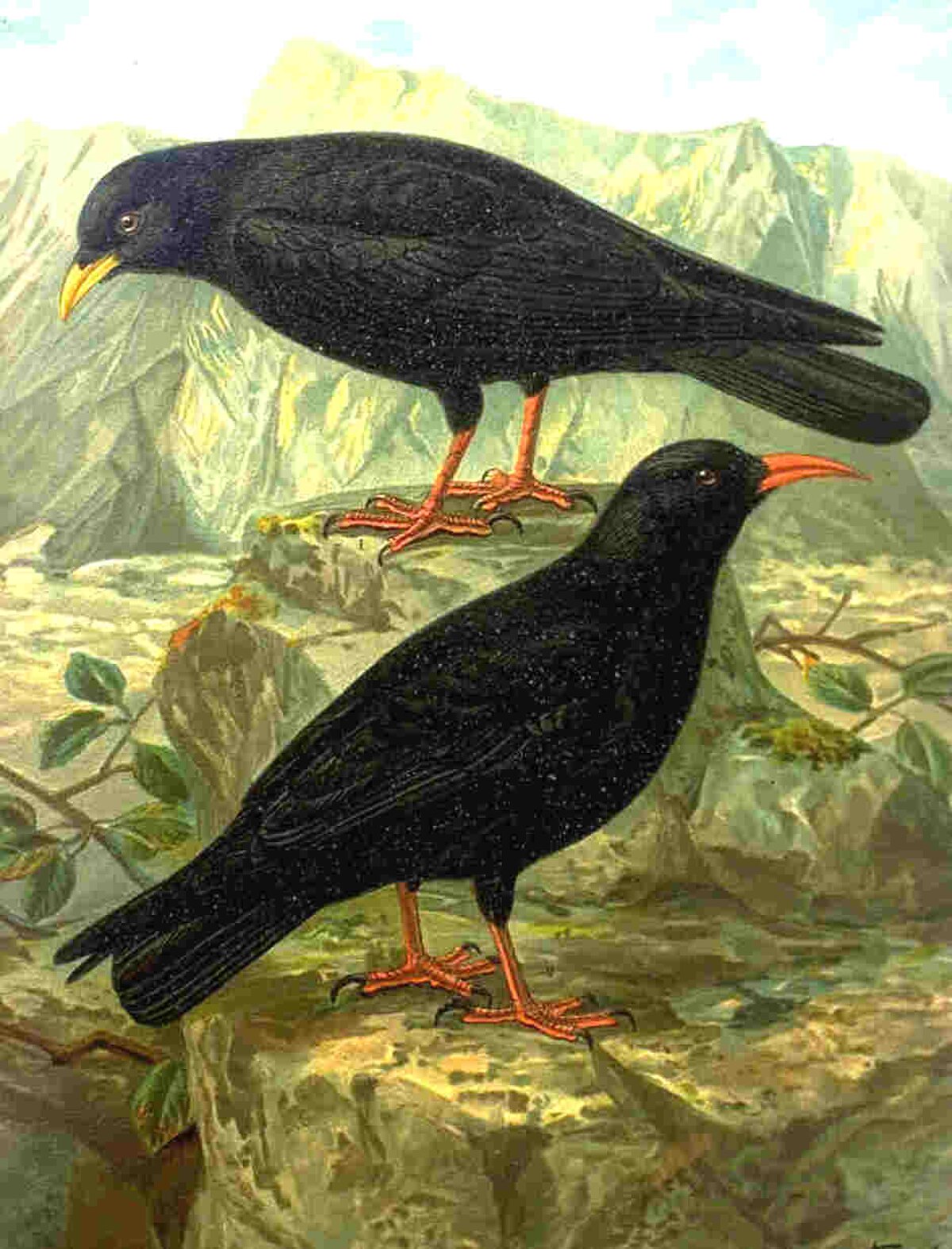 Pyrrhocorax