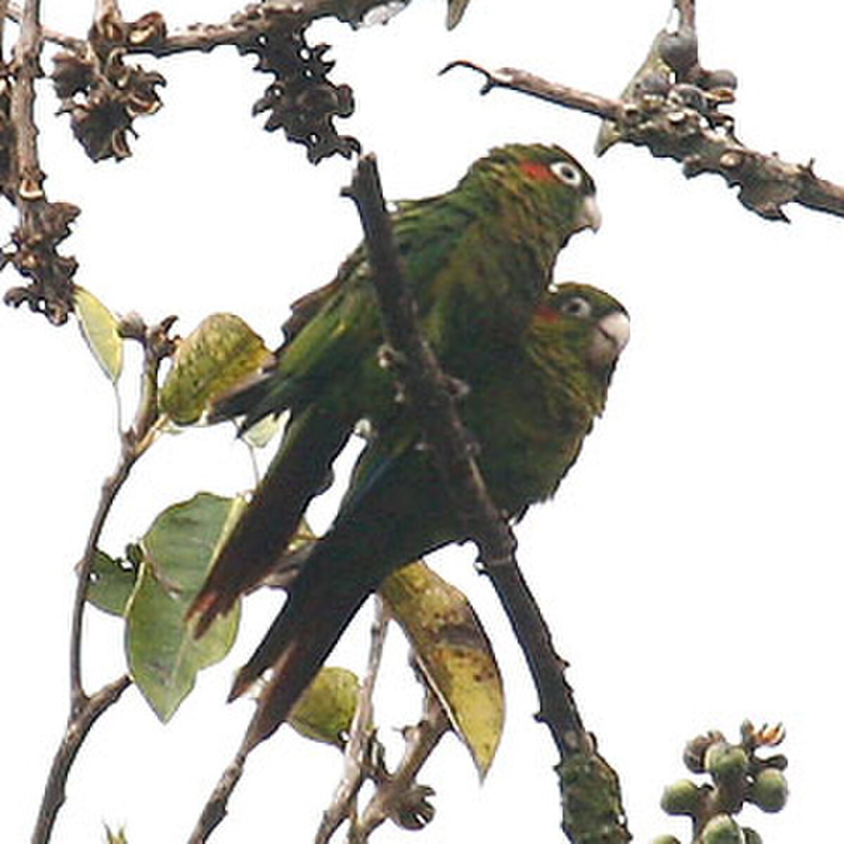 Conure de Hoffmann