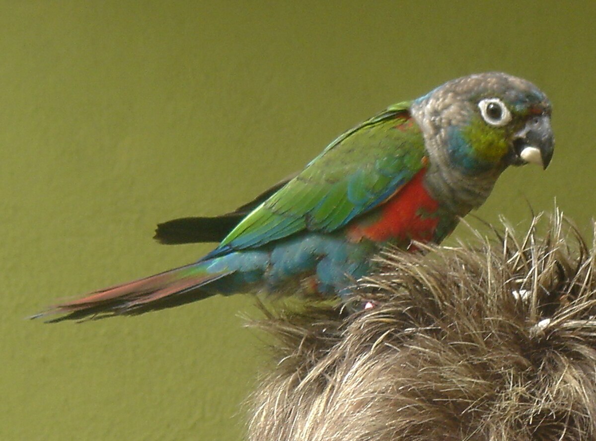 Conure à ventre rouge