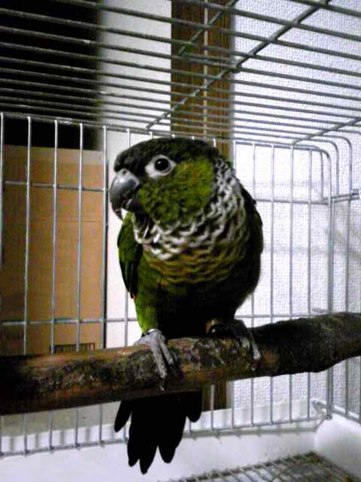 Conure à cape noire