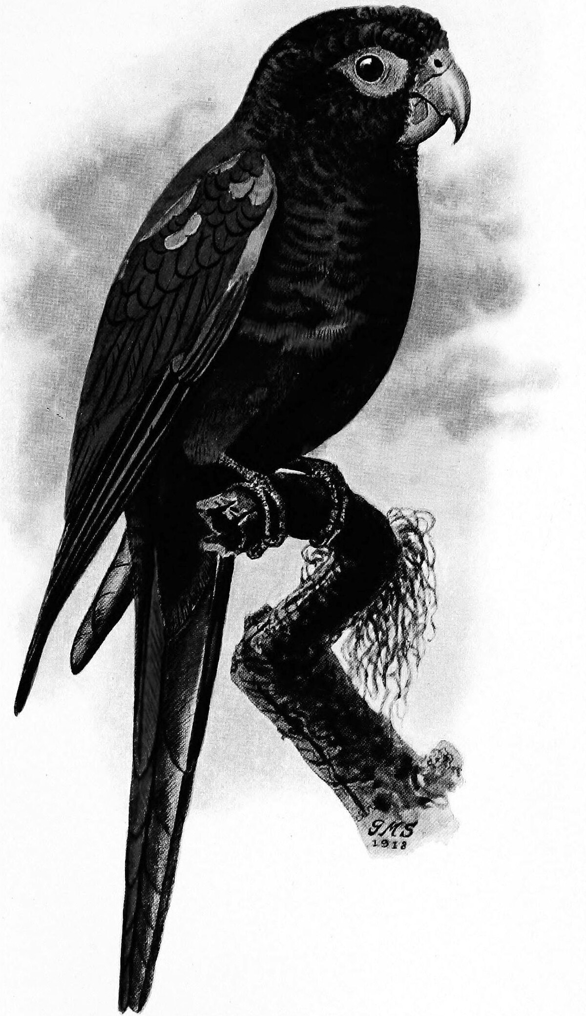 Conure des Santa Marta
