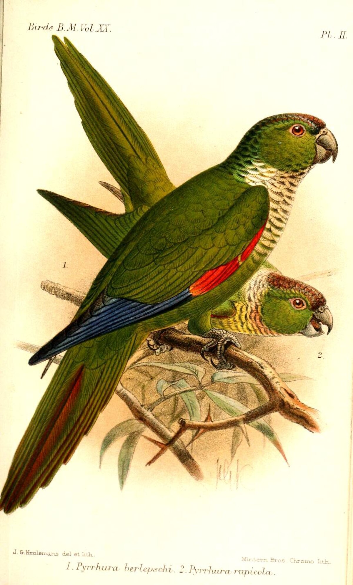 Conure de Souancé