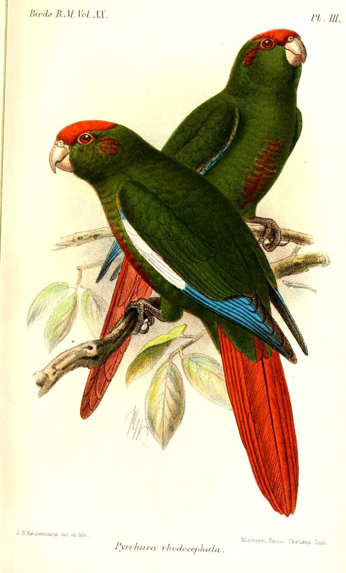 Conure tête-de-feu