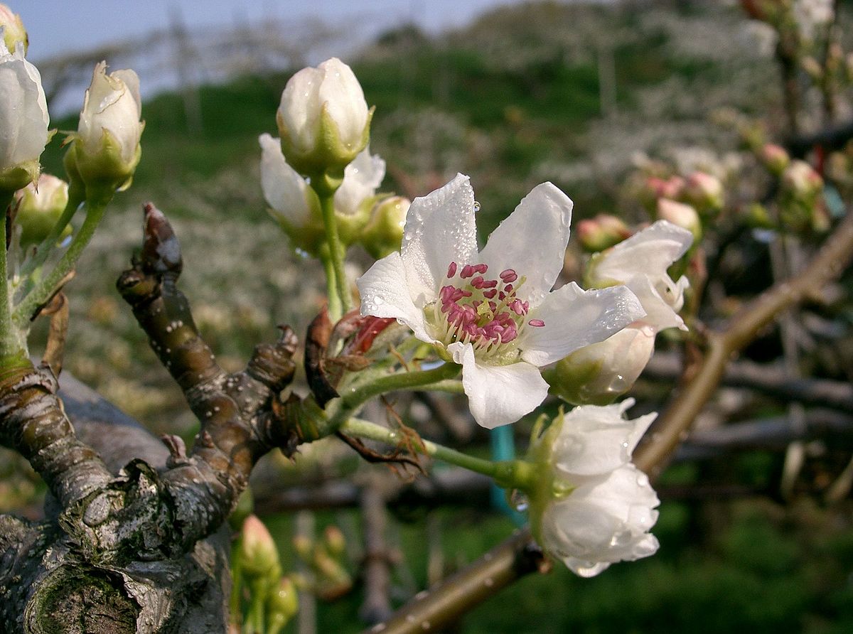 Fleurs de Nashi