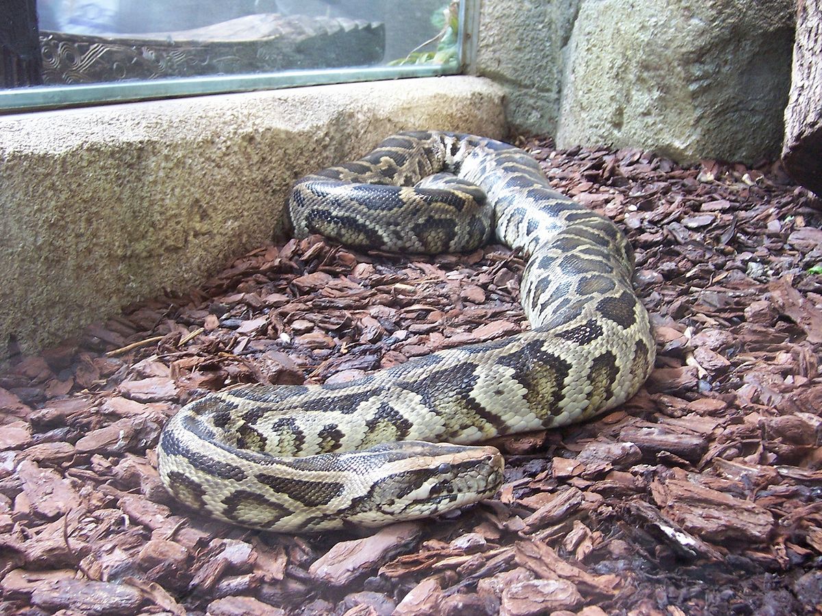 Python molurus