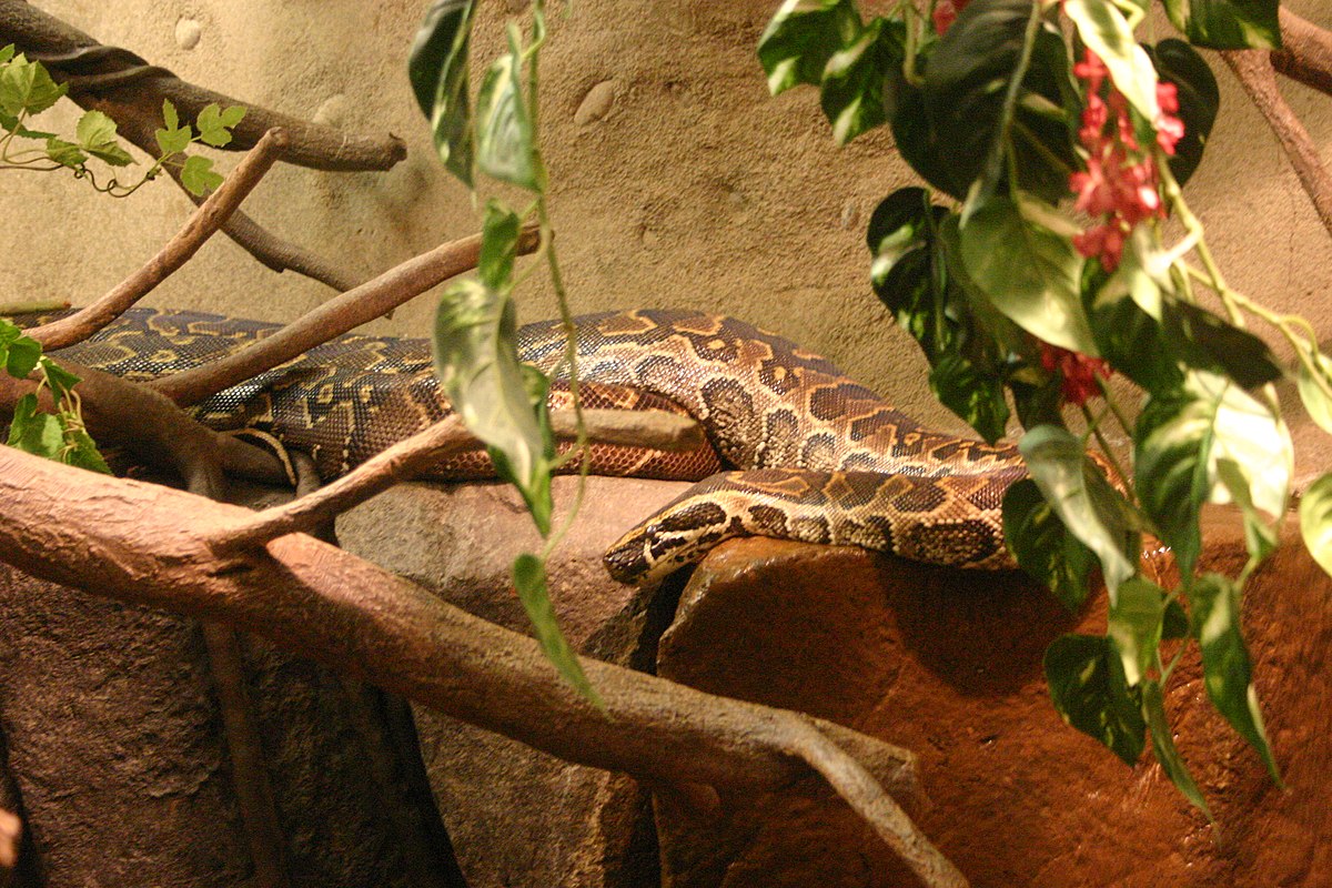 Python de Seba