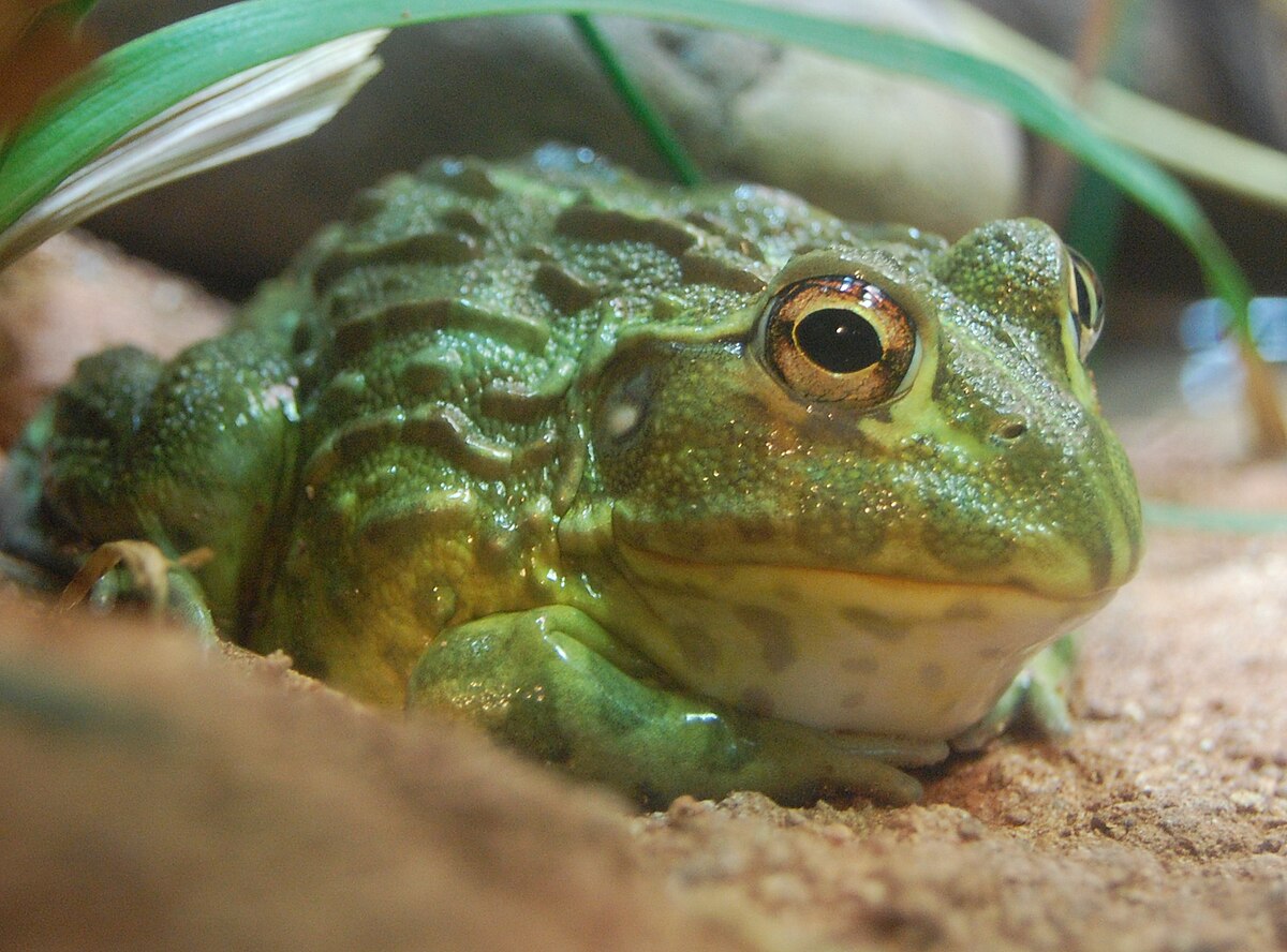 Pyxicephalidae
